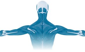 RWP_4_22_Krzysztof_Kassolik_Elzbieta_Rajkowska-LabonPOWIEZ_MIESNIOWA_W_TERAPII_NARZADU_RUCHU